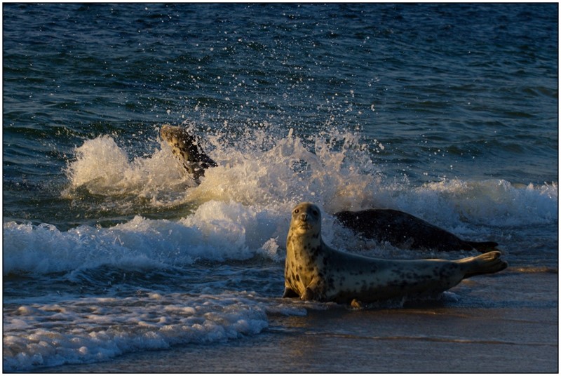Tuleni rádi dovádí ve vodě