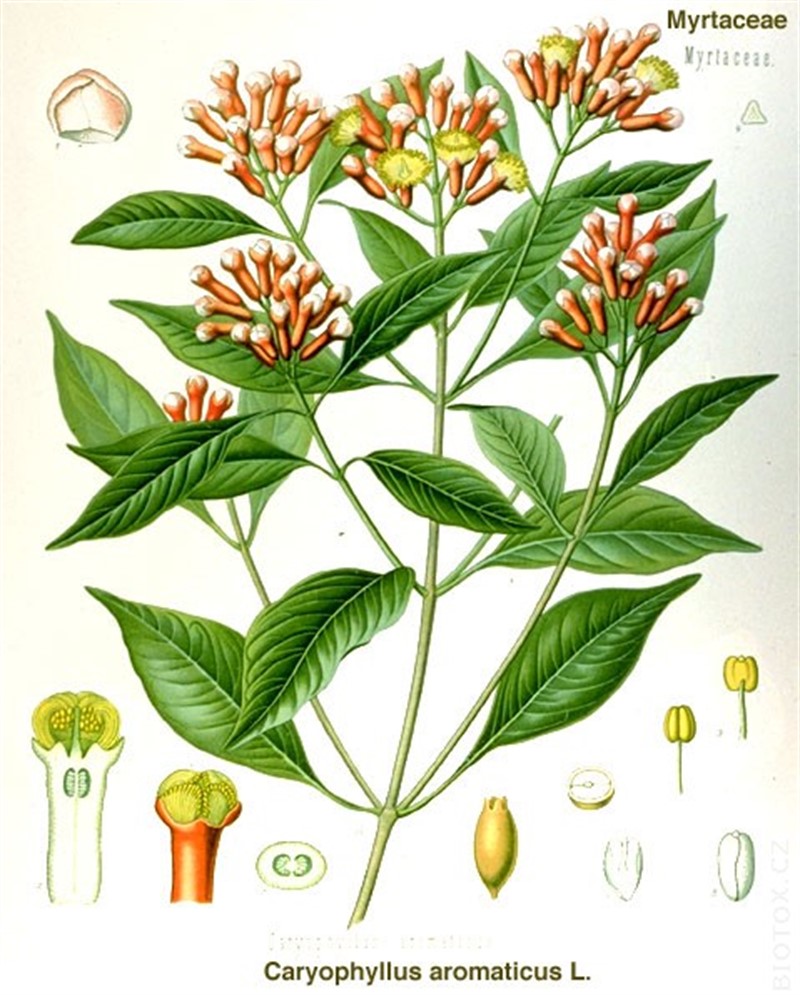 Zamýšleli jste se někdy nad tím, jaká část rostliny to vlastně je? Je to nerozvinutý květ stromu hřebíčkovce kořenného. Listy se v Indonésii přidávají do cigaret, aby lépe voněly. | http://www.biotox.cz/botanicus