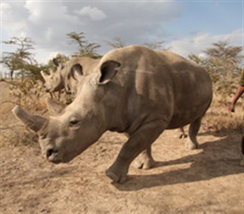 Po Sudánově smrti zůstávají na světě poslední dvě samice nosorožce bílého severního, jeho dcera Nájin a její dcera Fatu, obě narozené ve Dvoře Králové a nyní žijící v rezervaci Ol Pejeta