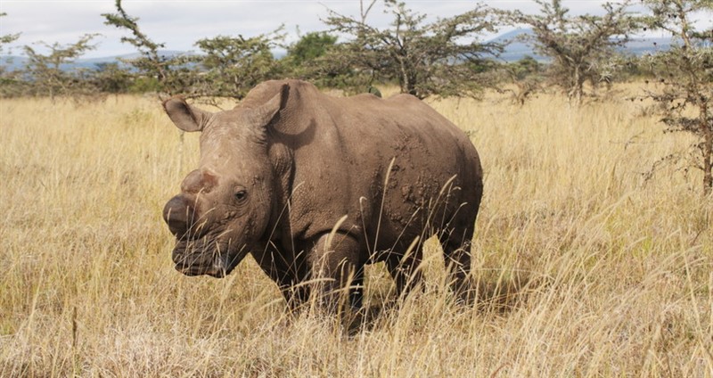 Poslední samec nosorožců bílých severních Sudán zemřel včera. Bylo mu 44 let