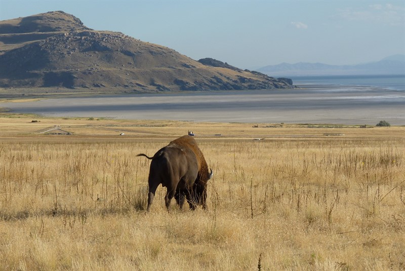 Antelope Island State Park v Utahu je dnes jedním z útočišť divokých bizonů.