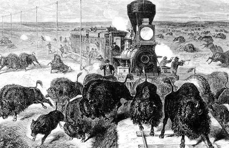 Zábava pro pasažéry, zdroj příjmů pro profesionální lovce - zkrátka lov bizonů přímo z vlaku