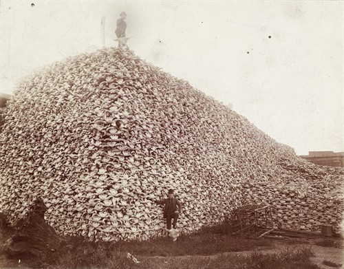 Slavná pyramida z lebek bizonů (kolem 1870)