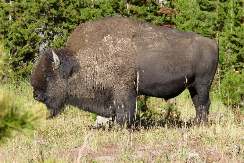 Na bizonech byl závislý celý ekosystém – od hmyzu až po větší savce. V dlouhé husté srsti byla trasportována semínka stovky kilometrů