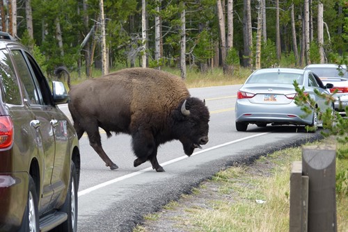 Bizoni v Yellowstone jsou jednou z hlavních atrakcí