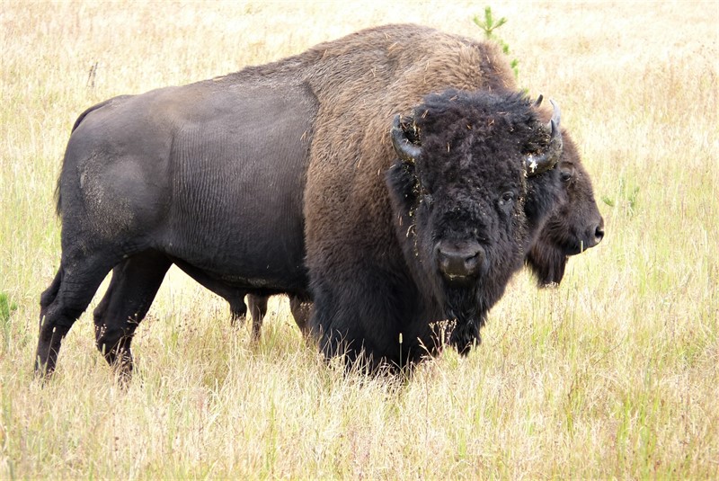 Předchůdci dnešních bizonů přišli z Asie během doby ledové přes zaniklou část pevniny v oblasti Beringova průplavu a rozšírili se téměř po celém americkém kontinentu.  