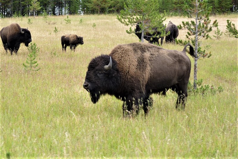 Oproti krávě je bizon na život v otevřeně prérií s častými výkyvy počasí perfektně přizpůsoben. Díky zdravému masu, které je 2x dražší než hovězí, je přezdíván “lososem prérie” 