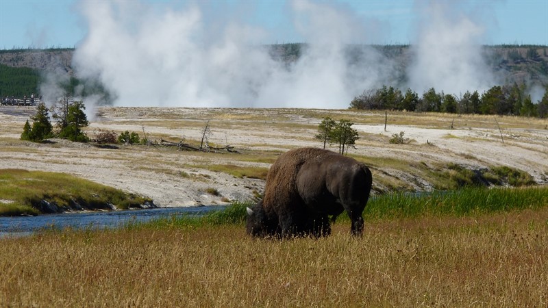 Z původních 30 milionů bizonů zbylo koncem 19. století pouhých 1000 exemplářů, z toho 200 zvířat přežilo v odlehlém údolí v národním parku Yellowstone, jehož založení roku 1872 bylo pro bizony záchranou na poslední chvíli 