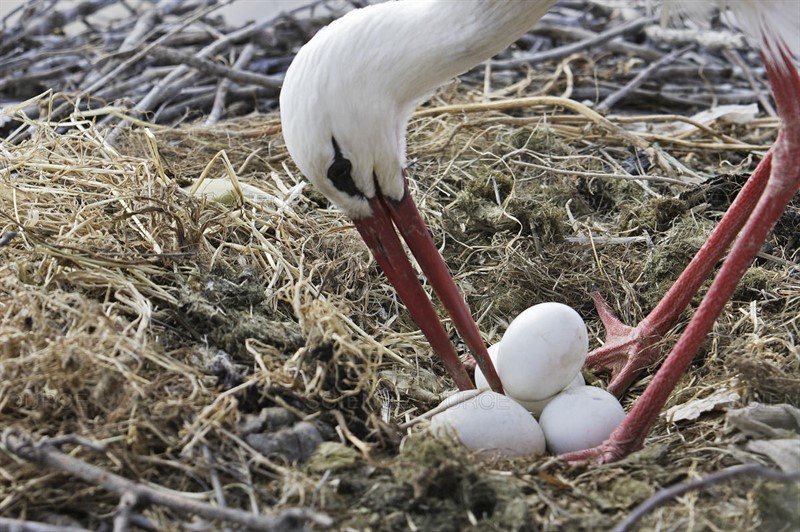 Vlastní hnízdění začíná koncem dubna. Na 2-5 vejcích sedí čápi v průměru 33 dní