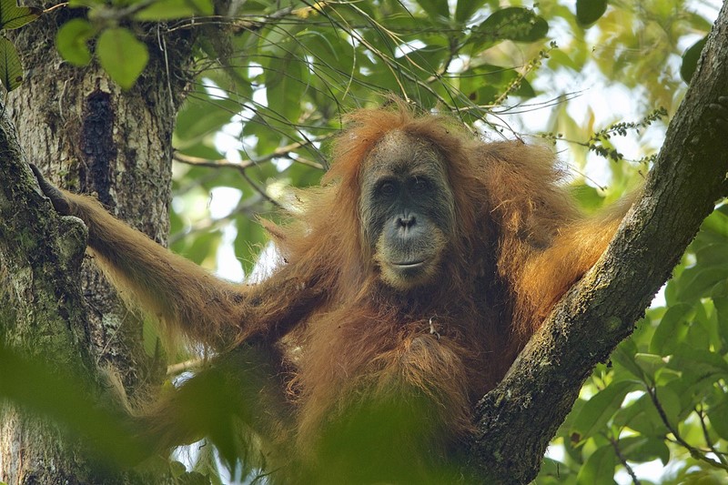 Samice "nového" orangutana