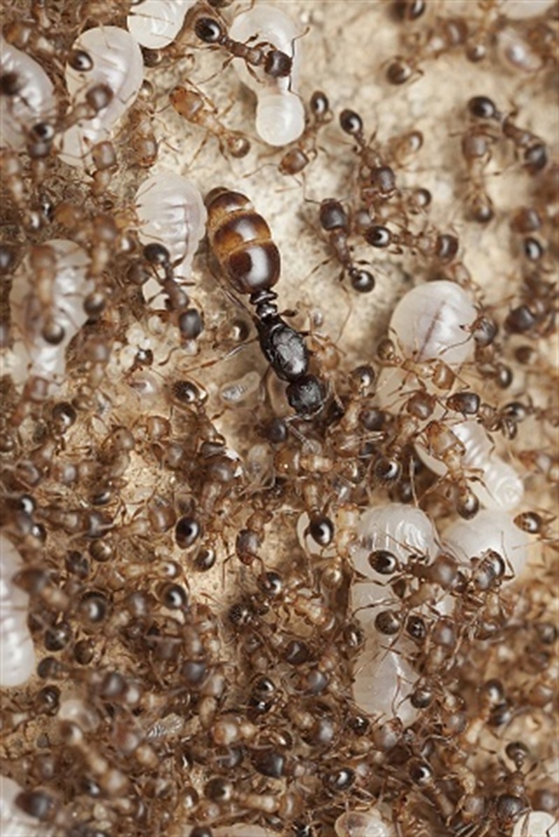 Pavel Krásenský - královna mravence rodu Temnothorax (makrofotografie)
