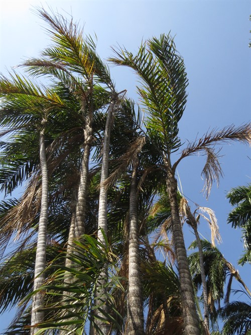 Palma Bactris gasipaes (palma čonta) | azueroearthproject.org