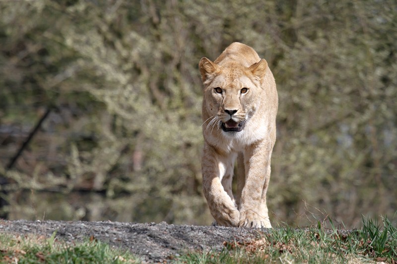 Nový přírůstek Safari Parku ve Dvoře Králové - lvice berberská