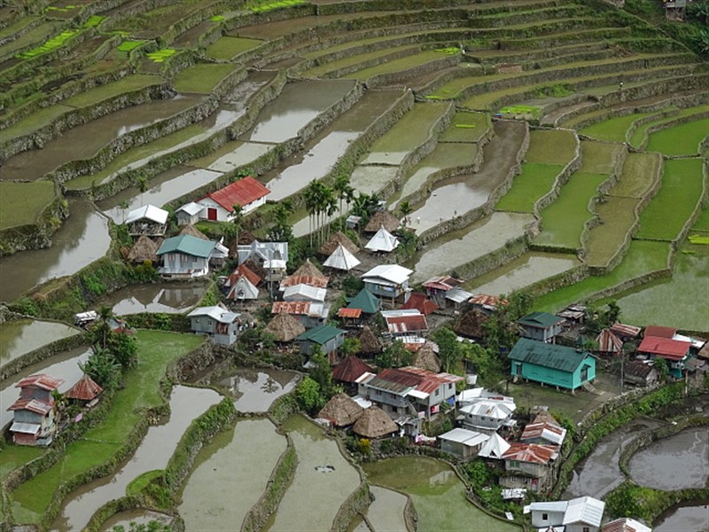 Rýžové terasy v Batadu