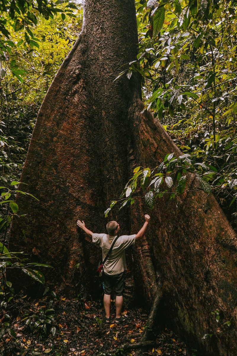 Nádherného pralesního velikána s deskovitými kořeny vyfotil na Borneu Řehoř Křenek