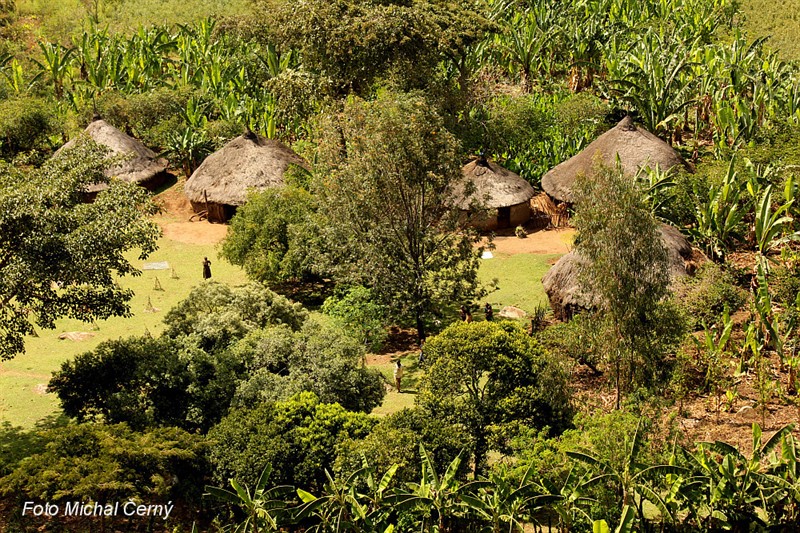 Kruhové domky zvané tukul jsou v jižní Etiopii obklopené zahradami, ve kterých jsou dominantní banánovníky.