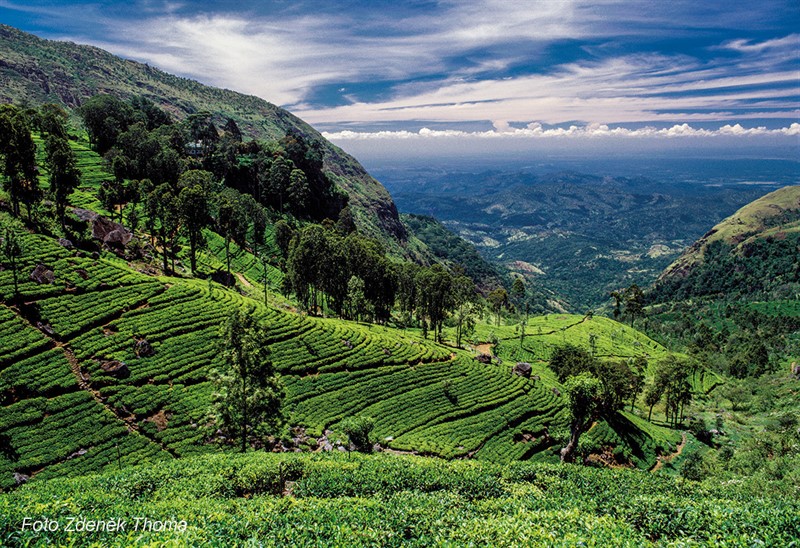 Daleké výhledy z vysokohorských plantáží v Dambatenne  v distriktu Úva (Šrí Lanka).