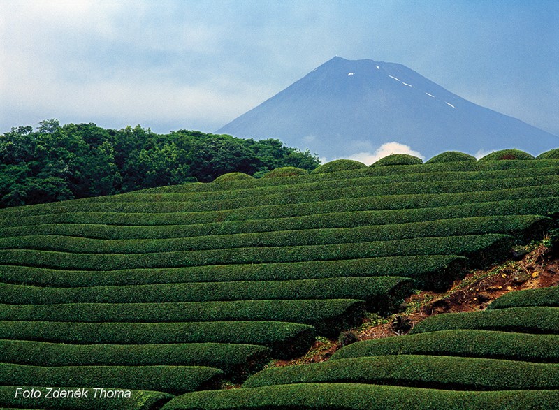 Vzorně střižené linie čajových keřů pod posvátnou horou Fudži (Japonsko).