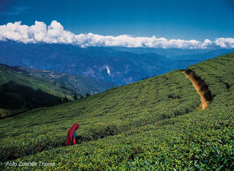 Kouzlo dárdžilingských plantáží umocňují hřebeny Himálaje (Indie).