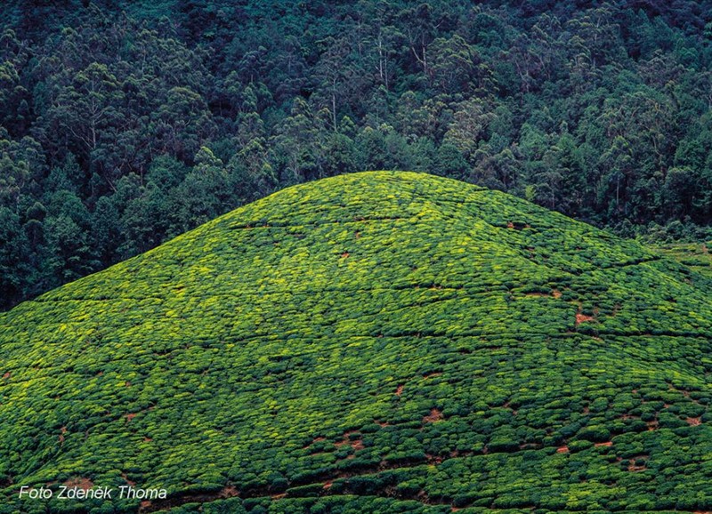 Proměnlivé  scenérie z čajových keřů svou elegancí připomínají  zahradní kompozice vytvořené japonskými mistry zenu (Šrí Lanka).