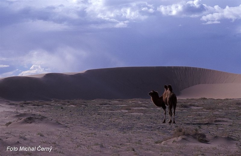 Osamělý velbloud stojí v závětří duny, nad kterou se schyluje k písečné bouři. Mongolská Gobi.