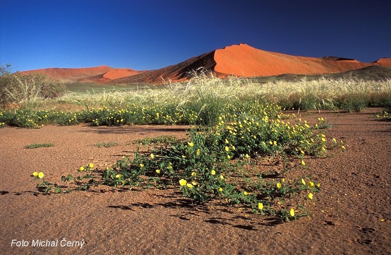 Po dešti se na písku objevují překvapivě barevné květy. Namib.