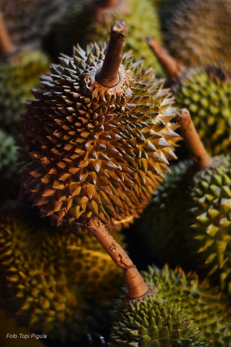 V Kuala Lumpur (odtud snímek) durian seženete, v Evropě nikoli