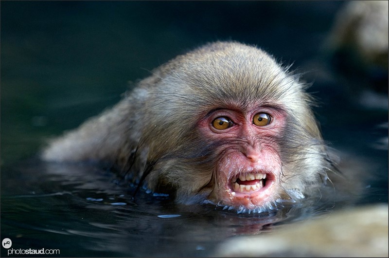 Mladý makak se zlobí o cení zuby