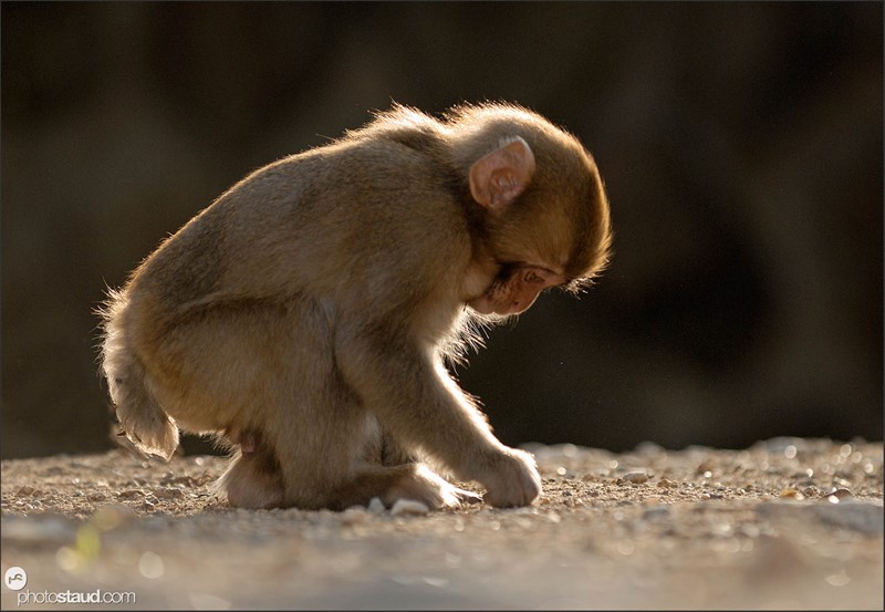 Mládě makaka si  hraje s kameny