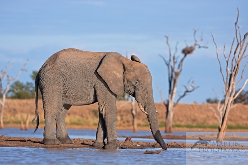 Slon africký (Loxodonta africana).