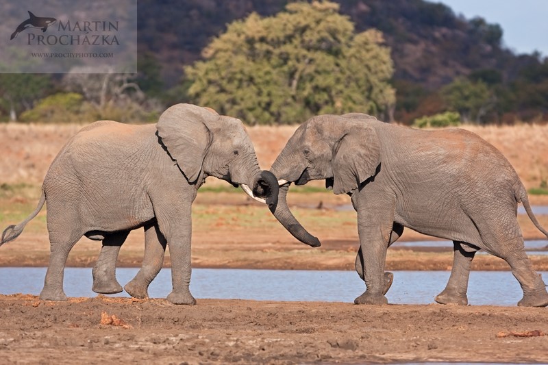 Šarvátky mezi slony byly velmi časté.
