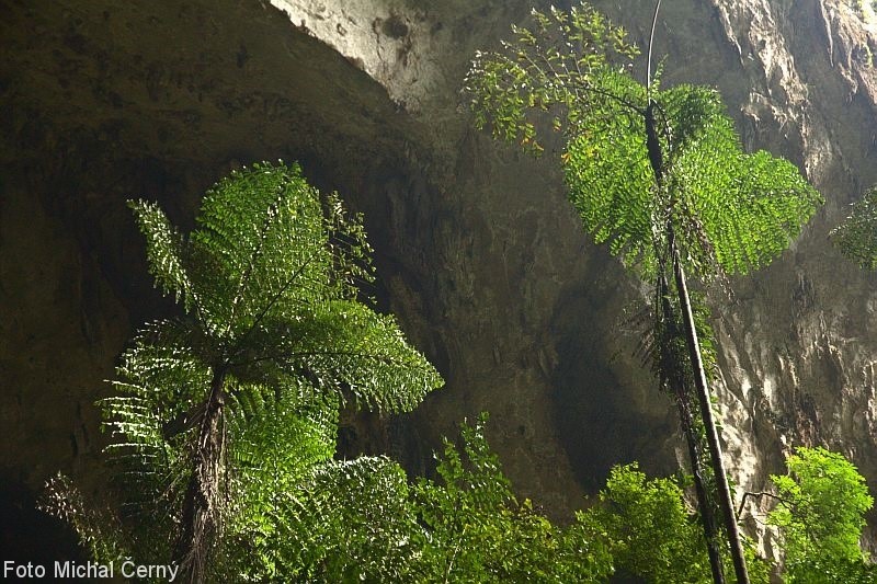Prehistorický dojem umocňují vysoké stromové kapradiny rostoucí kolem jeskyní