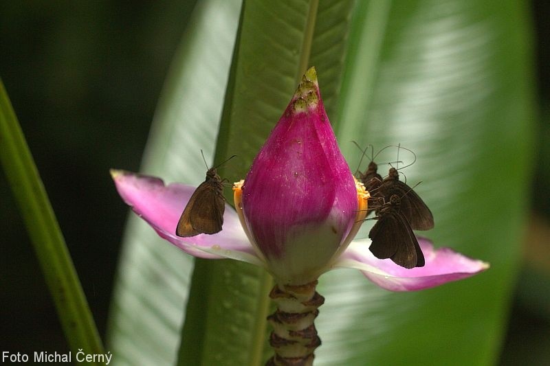 Motýli s chutí sají nektar z květu divokého banánovníku