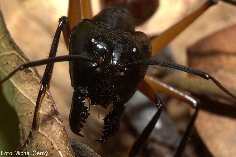 Není vzácné se setkat s až třícentimetrovými mravenci Camponotus gigas s obrovskými, nebezpečně vypadajícími kusadly. Naštěstí nejsou útoční.
