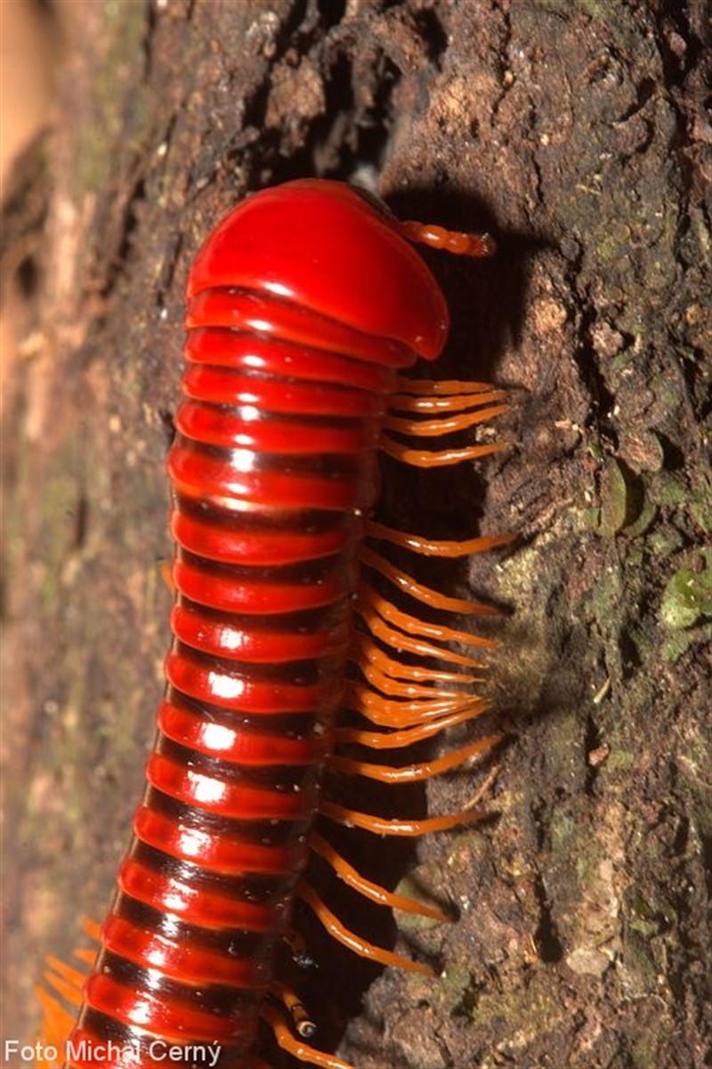 Většina pralesních živočichů žije skrytě, ale červená mnohonožka se nedá přehlédnout