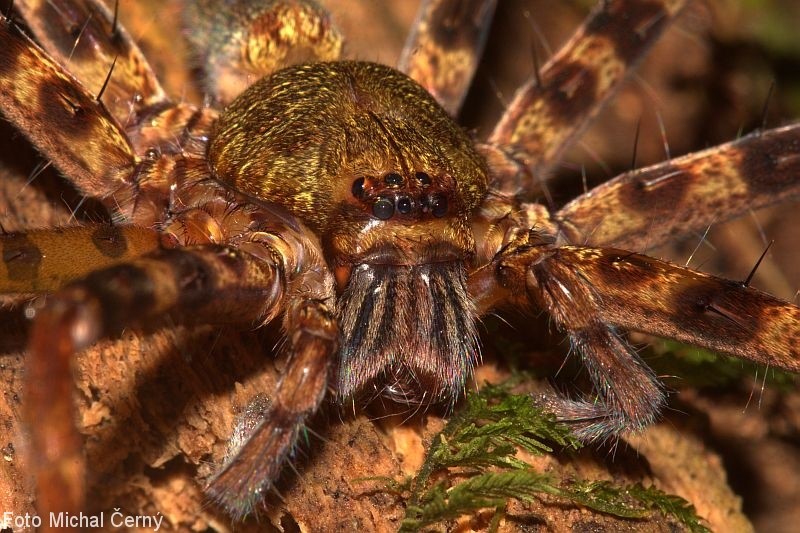 Při nočních toulkách pralesem jsou asi nejčastěji viděnými živočichy malí i velcí pavouci