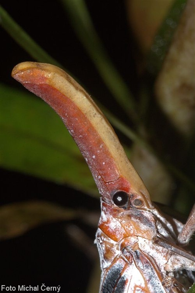 Svítilky (na obrázku Pyrops sultanus) patří se svými dlouhými „nosy“ k nejbizarnějším skupinám hmyzu asijských tropů