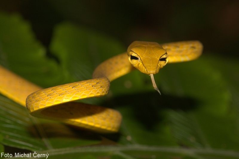 Stromový had bičovka (Ahaetulla prasina) může být zelený nebo žlutý a je nesnadné ho ve větvích objevit