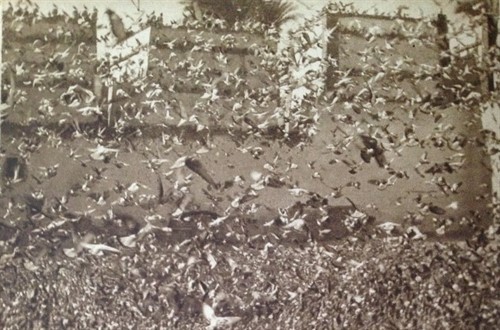 Dvacet tisíc holubů v akci  | Foto: Muzeum jihovýchodní Moravy Zlín, Archiv H+Z, autor: Jiří Hanzelka a Miroslav Zikmund
