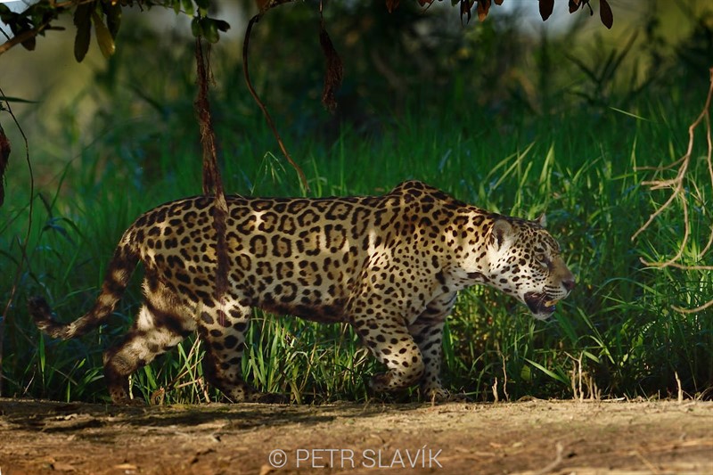 Natáčet jsme začali v roce 2015 v brazilském Pantanalu, kde jsme se snažili dostat k největší jihoamerické kočkovité šelmě – jaguárovi. Jezdí se sem v období sucha, kdy řeka opadá až o pět metrů a v písku je jednodušší hledat stopy jaguára. Jako jedna z mála kočkovitých šelem totiž loví na březích i ve vodě, oblíbenou kořistí jsou právě kajmani, které hledá v mělčinách a tam, kde se vyhřívají.