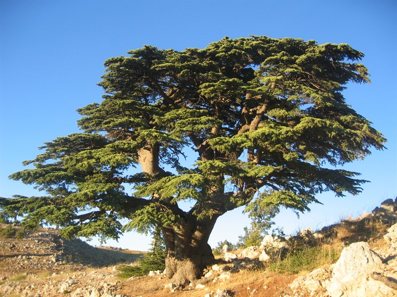 Cedr libanonský. Ačkoli se dožívá velmi dlouhé věku, jeho výška málokdy přesáhne 35 m. | https://commons.wikimedia.org/ Olivier Bezes 