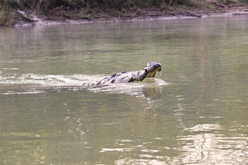 A krokodýli také