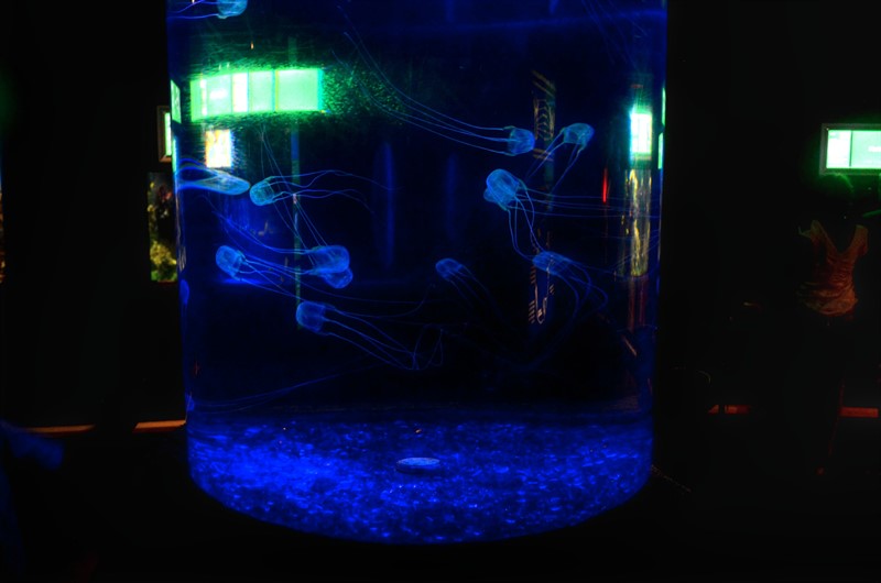Světélkující medúzy