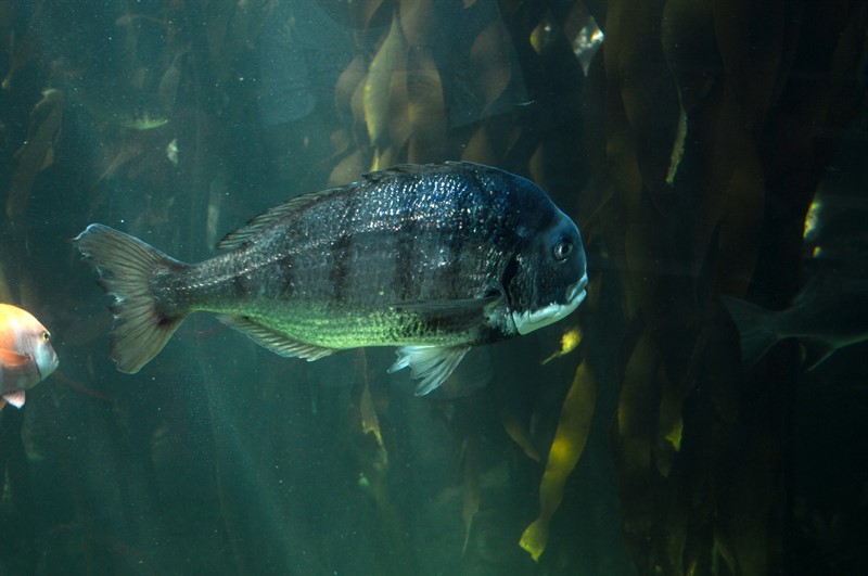 Galjoen je národní rybou JAR, neboť se vyskytuje pouze u zdejších břehů