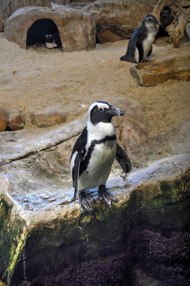 Najdete tu i tučňáka brýlového, jenž je ohroženým druhem (především kvůli lidské činnosti). Mnohem lepší je ale zajet si na nedalekou Boulders Beach, kde tito tučňáci žijí v přirozeném prostředí.