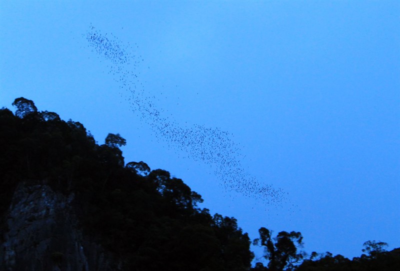 V Jeskyni Jelenů žije největší kolonie netopýrů na světě. Až třímilionová populace je tvořená dvanácti druhy těchto létajících savců, kteří za noc spořádají  až 30 tun hmyzu. Okamžik, kdy tito lovci vylétají - pro člověka bezhlučně - ze skoro 200 metrů vysokého jeskynního portálu, je nezapomenutelný