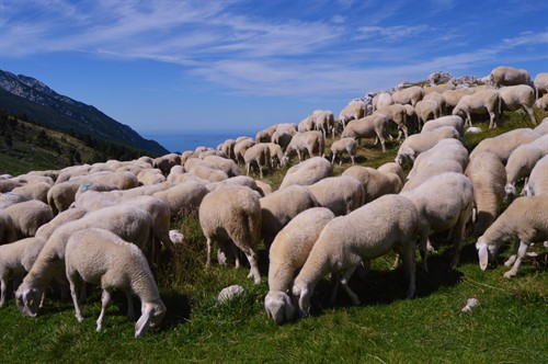 Stádo oveček na hřebeni Monte Baldo překvapí minimálně svou schopností šplhat v příkrém svahu