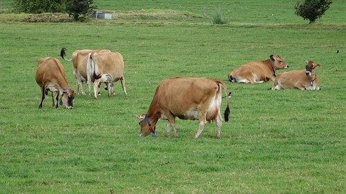 Vyhlášené krávy z Jersey dávají méně mléka, zato tučnějšího