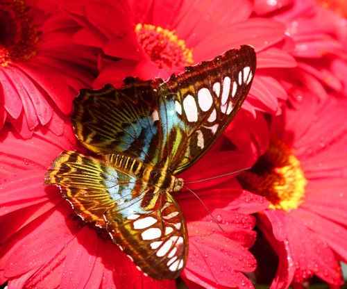 V Cameron highlands existuje i několik motýlích farem