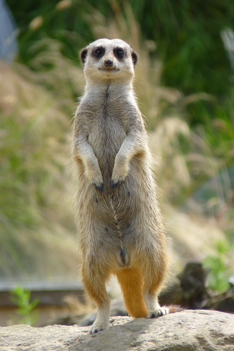 Od pozorování surikat se jen tak neutrhnete